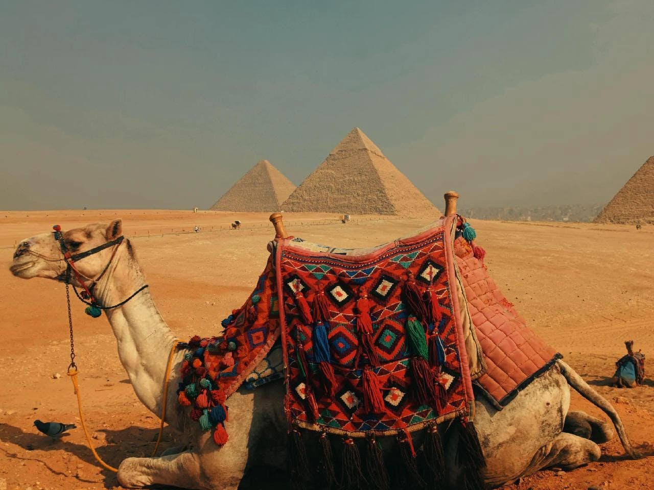 Camel Riding