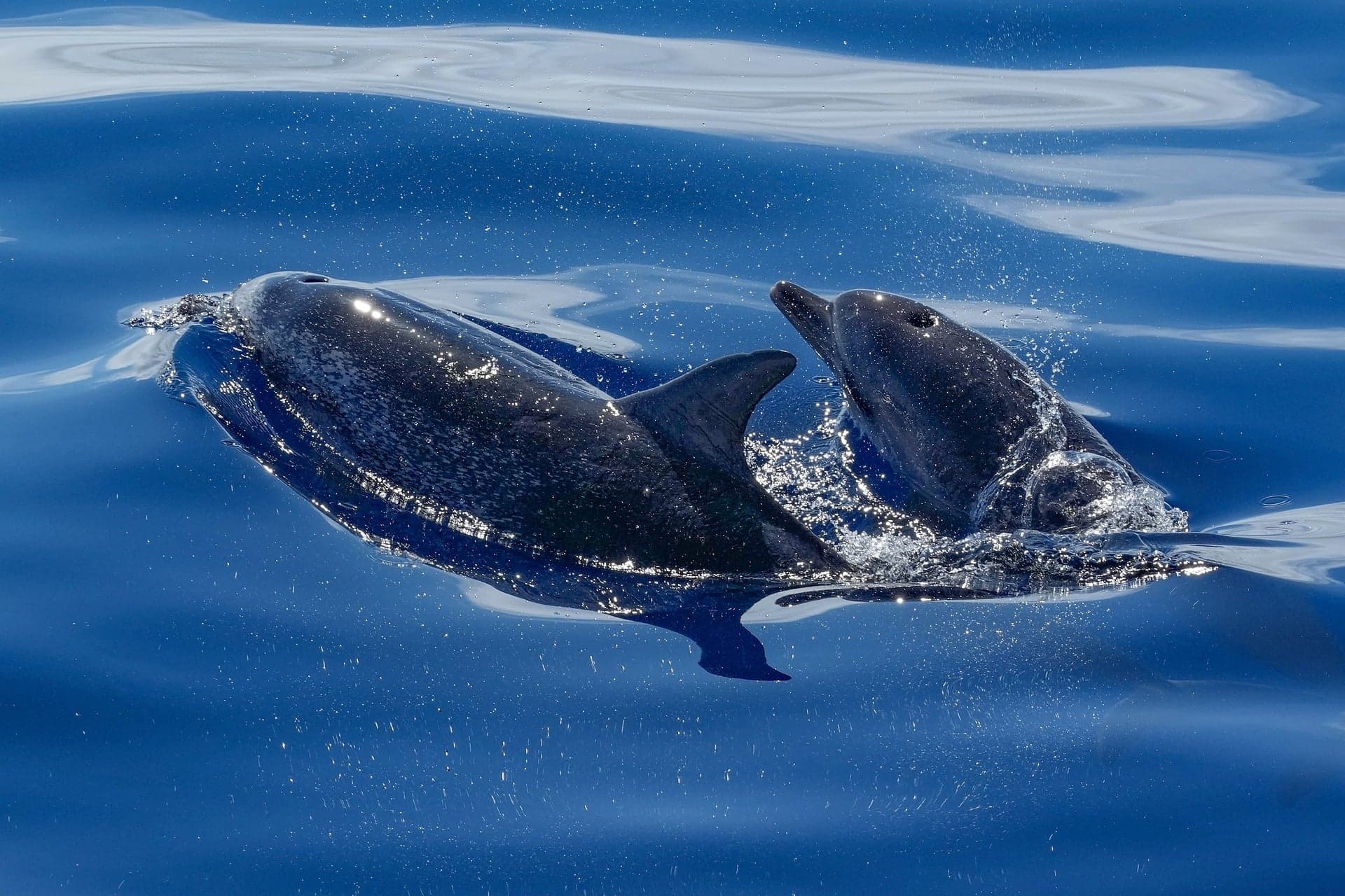Dolphin House