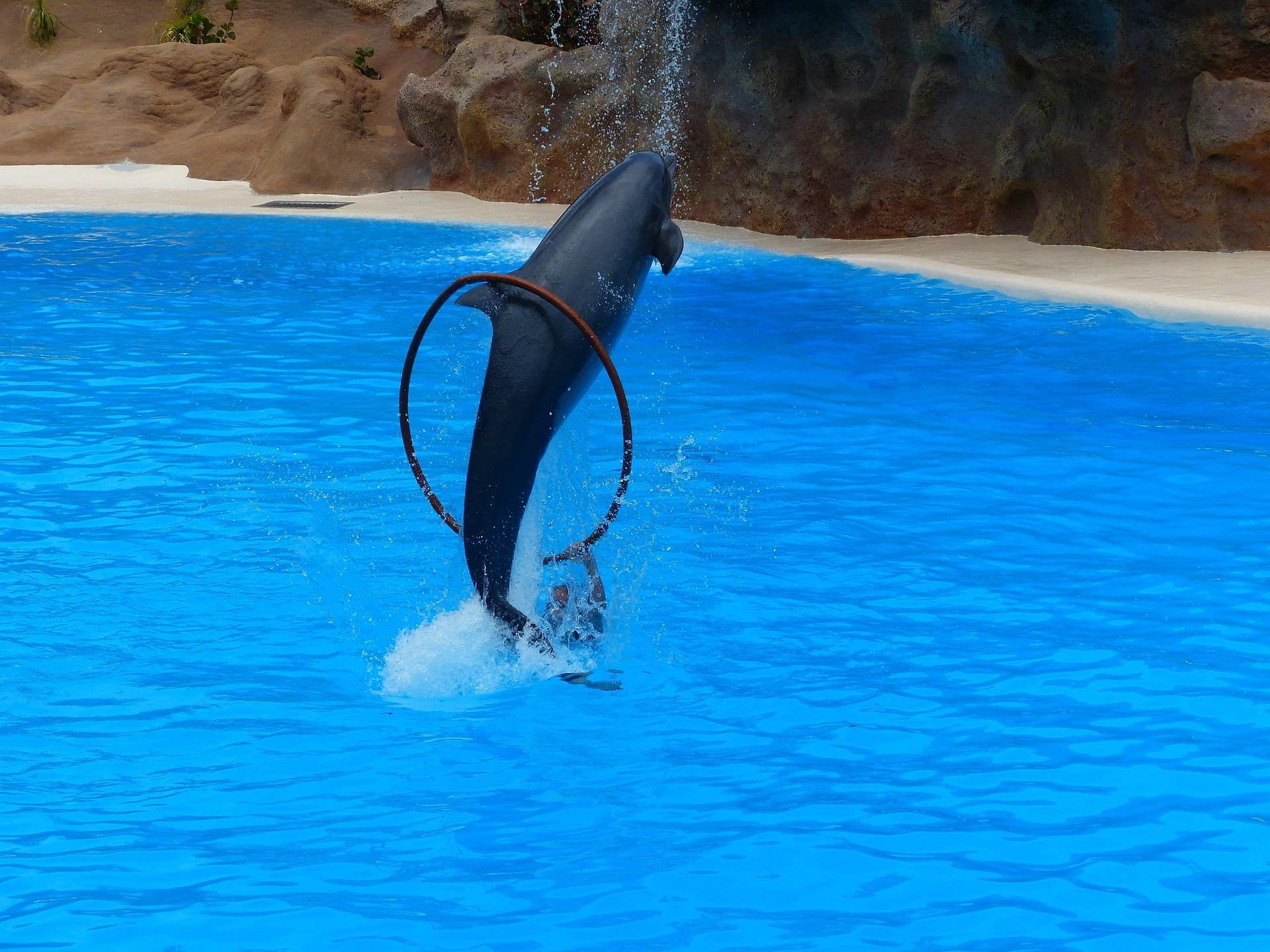 Dolphin Show
