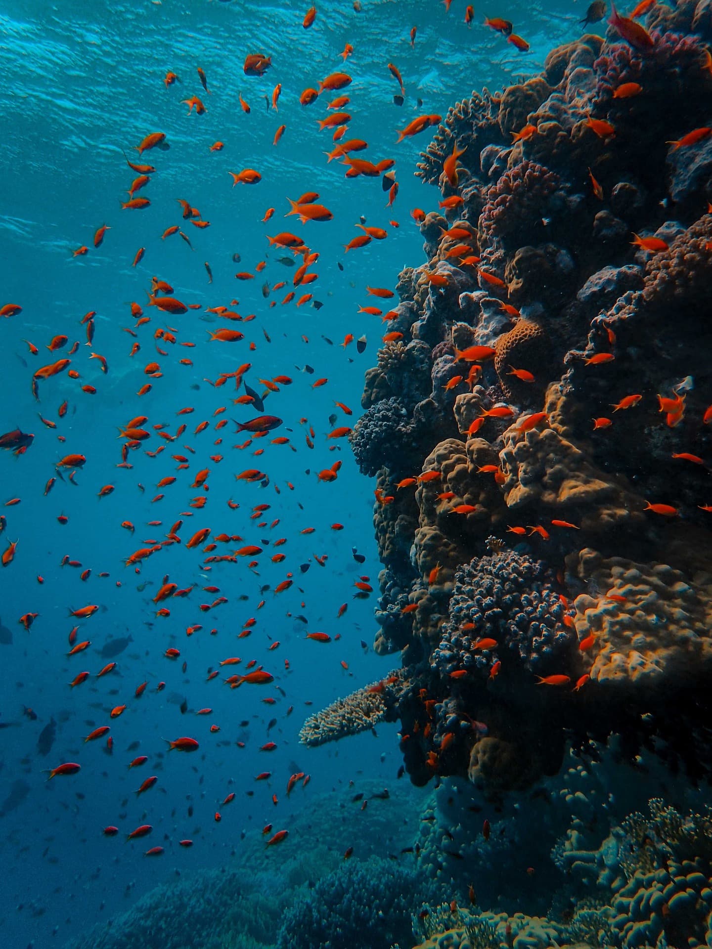 Scuba Marine