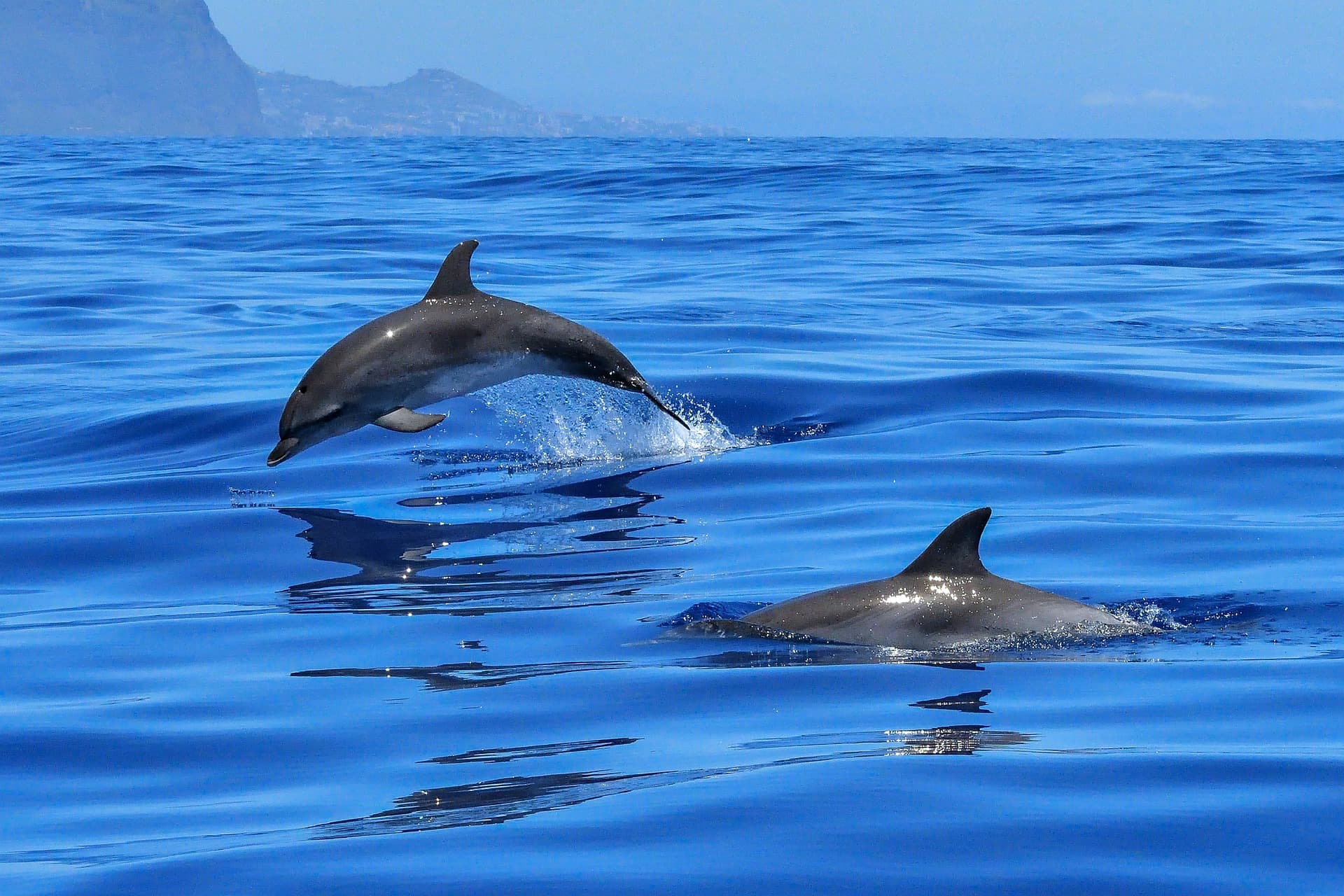 Swimming with Dolphins