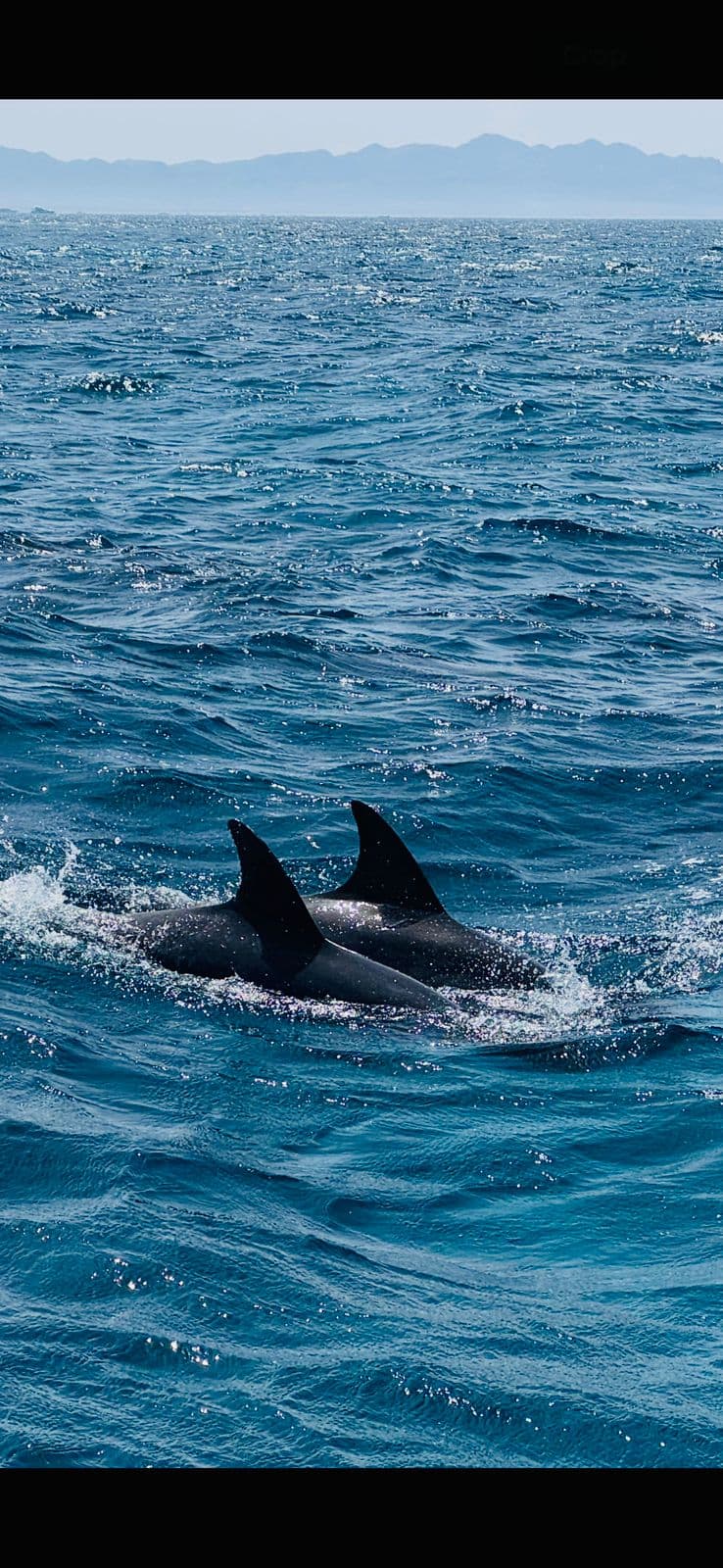 Dolphin House — photo 3 of 3